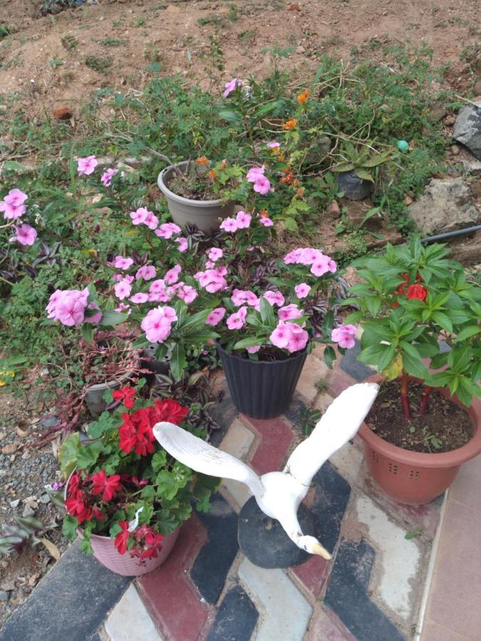 Holly House Homestay